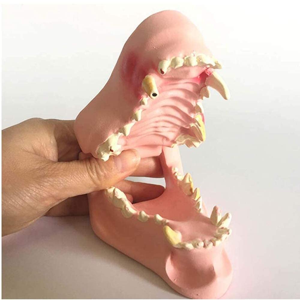 Model Badawczy Model Psa Model Anatomiczny Anatomia Lekarze Weterynarii Tier Ski Exim Stomatologia Medycyna Nauczanie Model Zęba Psa