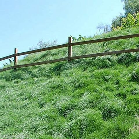 Diaotec Creeping Red Fescue Grass Seed (Festuca rubra) 50 Lbs. Bag Cover
