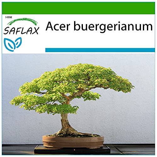 SAFLAX - Acero tridente - 30 semi - Con substrato - Acer buergerianum