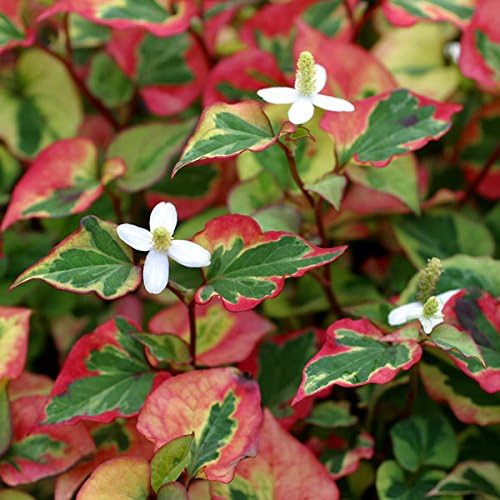 Amazon 五色ドクダミ3号ポット2株セット 芝生