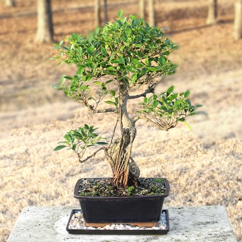 Image of Brussel's Bonsai - Large Live Ficus Bonsai Tree, 10-Year
