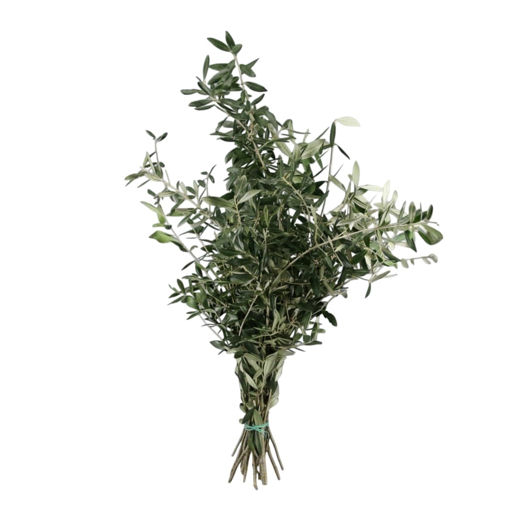 Ramo Ornamental de Olivo Natural para Ambientes Naturales | DECOALIVE