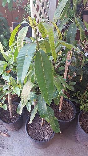 Manila Mango Tree - 2 Feet Tall - Ship in 1 Gal Pot