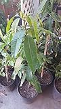 9EzTropical - Manila Mango Tree - 2 Feet Tall - Ship in 1 Gal Pot