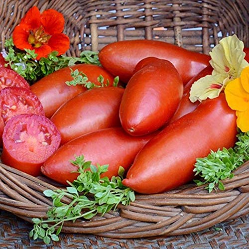 Amazon.com : Pozzano Hybrid Paste Tomato Seeds - Slight Nipple tip