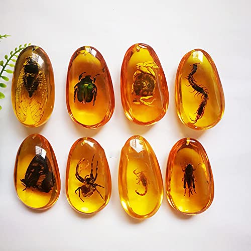 Campione di Insetti,Esemplare di Insetto,Insetti