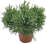 Fangblatt - Hatiora salicornioides - Binsenkaktus im Ø...