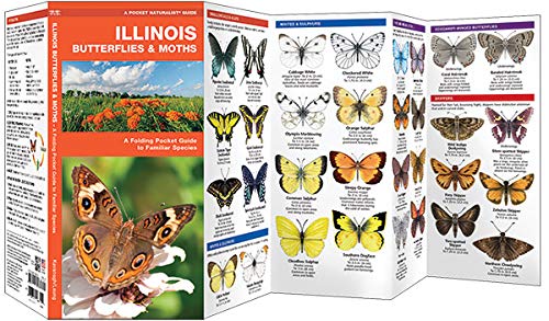 Illinois Butterflies & Moths: A Folding Pocket Guide to Familiar Species (A Pocket Naturalist Guide) - Image 2