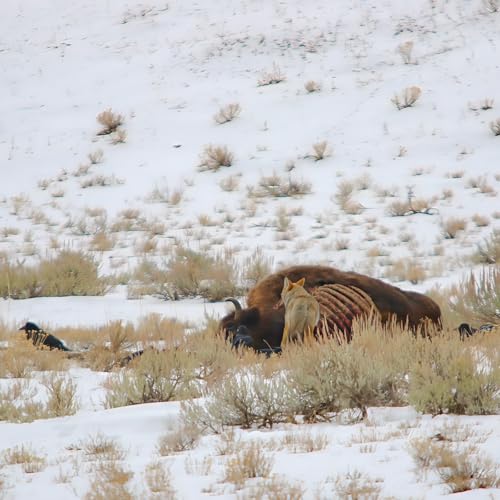 This Week in Yellowstone: January 8th to January 14th, 2026
