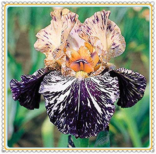 Naturales Bulbos, PlantacióN Principiante Resistente Al FríO, Germanica Bulbos, Iris Bulbos, Iris Reticulata, Cultivos De Colores Brillantes, 4bulbos-E