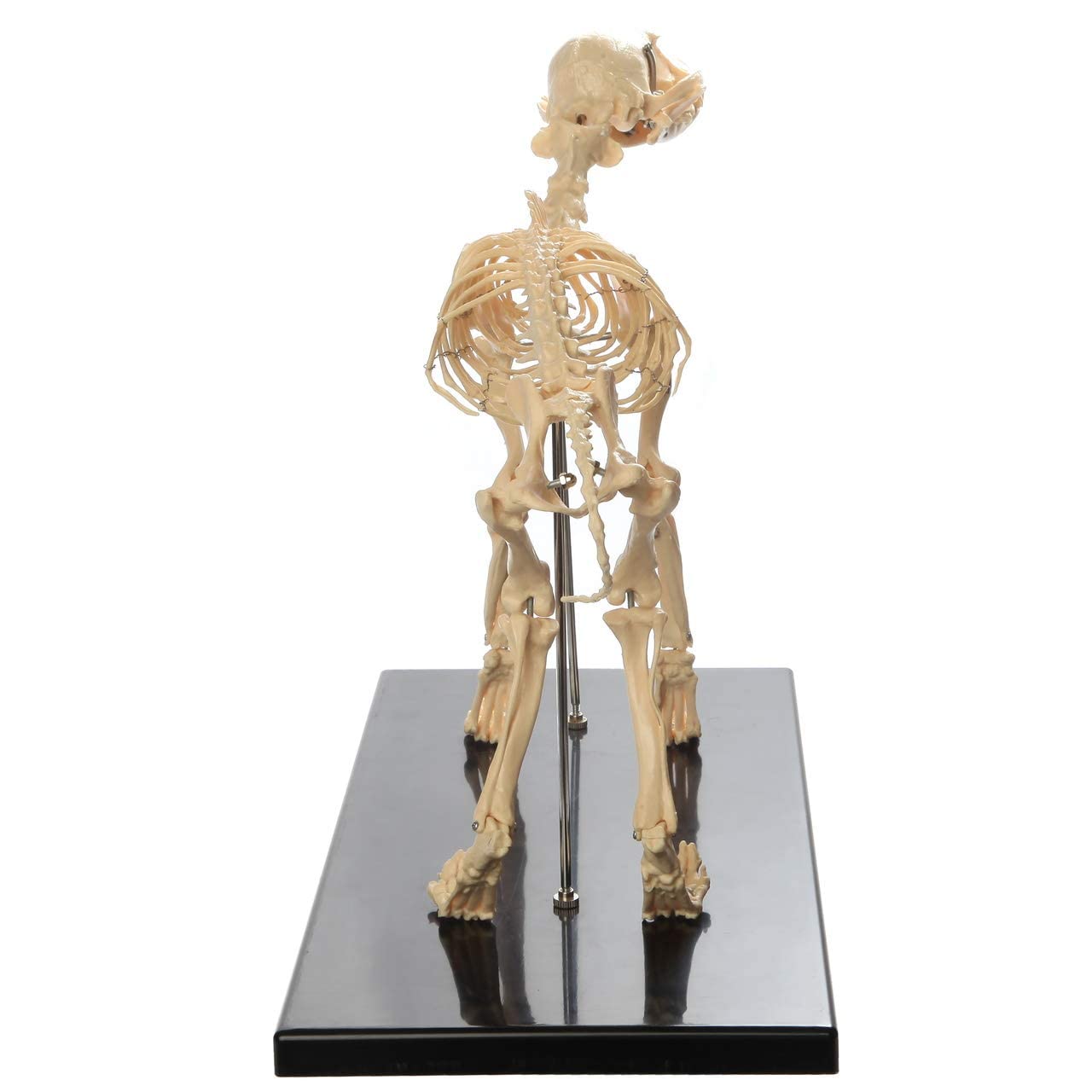 Model szkieletu psa wzór okaz szkielet pies bardzo duży, model nauczania anatomii zwierząt, narzędzie demonstracyjne weterynaryjne nauczanie biologii człowieka model nauczania l