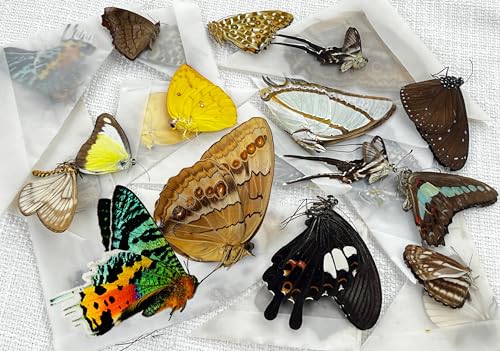 Generic 10 Pcs of Real Dried Dead Butterfly Taxidermy Animals Butterflies Specimen Insect Lover Artwork DIY Entomology Decor Collection Decor Home Office Display UM-01