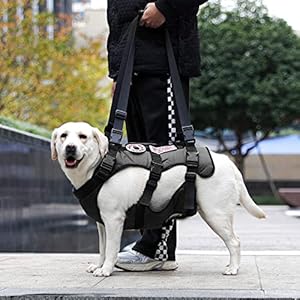 NOYAL-Dog-Lift-Harness-Pet-Support-Rehabilitation-Sling-Lift-Adjustable-Padded-Breathable-Straps-for-Old-Disabled-Joint-Injuries-Arthritis-Loss-of-Stability-Dogs-Black - Cucciolini Doodles   NOYAL-Dog-Lift-Harness-Pet-Support-Rehabilitation-Sling-Lift-Adjustable-Padded-Breathable-Straps-for-Old-Disabled-Joint-Injuries-Arthritis-Loss-of-Stability-Dogs-Black
