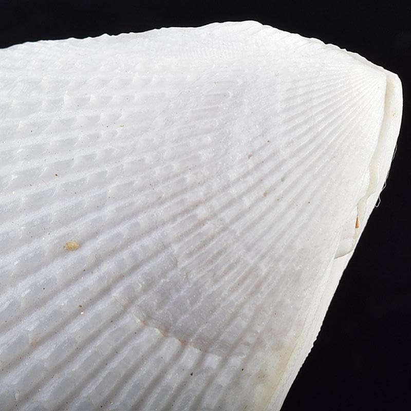 茶道具 粟野芳葉作 乾漆 内金溜 蓑貝香合 共箱 C R7583