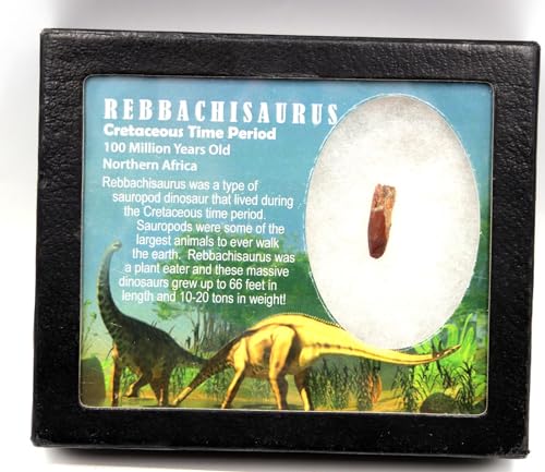 Dinosaur, T rex, Morocco, Tooth, Teeth, Fossil, Sauropod, Rebbachisaurus