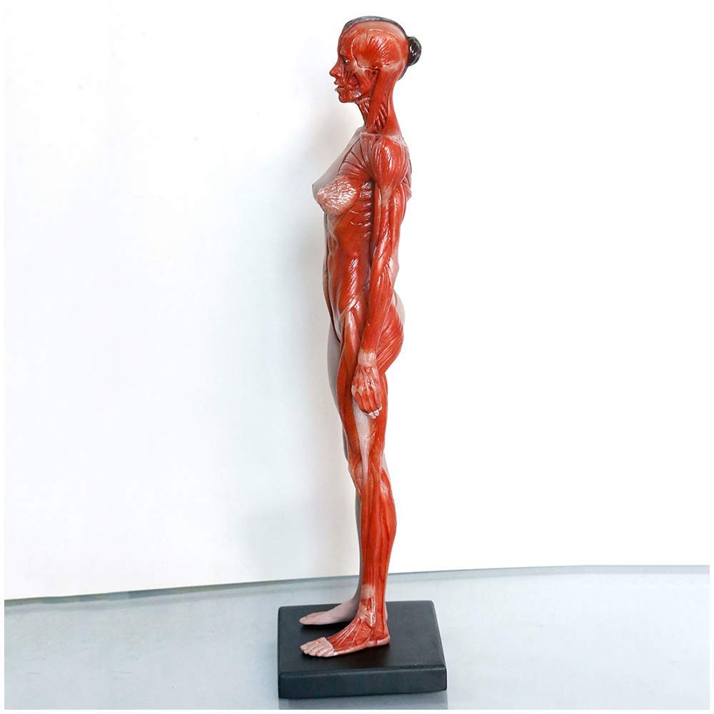 11,8 Pouces (30 Cm) Figure D'anatomie Féminine Et Masculine - Modèle D'os Musculaire Anatomique Humain - Artisanat Humain - pour L'étude du Dessin d'artiste