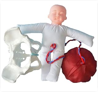 Female Pelvis Childbirth Model - Childbirth Simulator with Female Pelvis and Baby for Study Display Teaching Medical Model