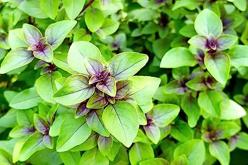Green-Purple Peppermint Silvester with Apple Flavor 500+ Seeds for Planting Non-GMO