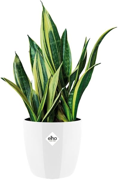 Elho Brussels Diamond Round 20 - Macetero por Interior - Ø 20.0 x H 18.6 cm - Blanco/White - 3