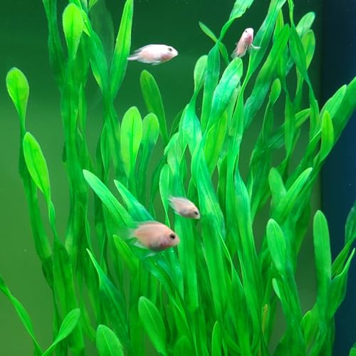 Image of 25.98 Inch Tall Aquarium Plants - 2 Pcs Fish Tank Plants Plastic, Large Lifelike Artificial Fish Tank Decorations, Durable & Safe for Freshwater /Saltwater Aquariums (Green (Style B))