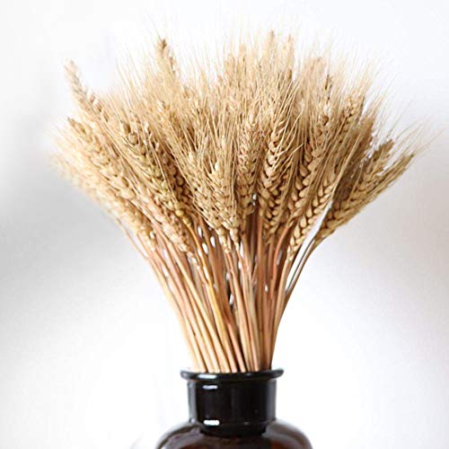Alivier 100x Ramo de Trigo seco Decoración de la Boda Flor Artificial Flores de Trigo para Decoraciones caseras