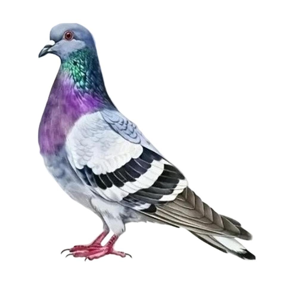 1PC Pigeon Waterproof Vinyl Sticker for Car Motorcycle Laptop Helmet Decor