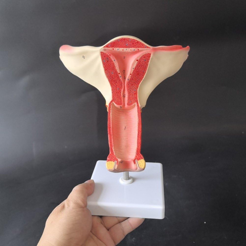 Modèle D'utérus D'ovaire Féminin Humain, Modèle D'organe Reproducteur, Modèle De Gynécologie Anatomique D'enseignement Médical Utérin D'organe Génital Féminin