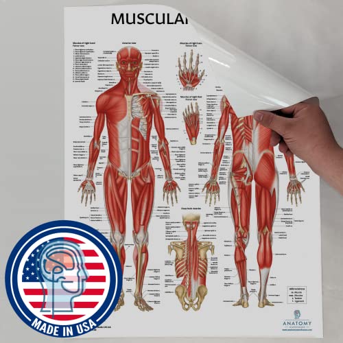 image for Anatomy Lab Muscular System Anatomical Chart, LAMINATED, 17.3 x 22.5 I