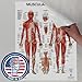 The Muscular System Anatomical Chart Laminated , Nursery