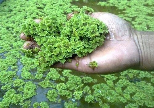 Natural Bio Fertilizer Aquatic Plant for Rice Fields Organic Soil Nutrient for Home Gardeners (1400 Live Healthy Plant Seeds)-image-42