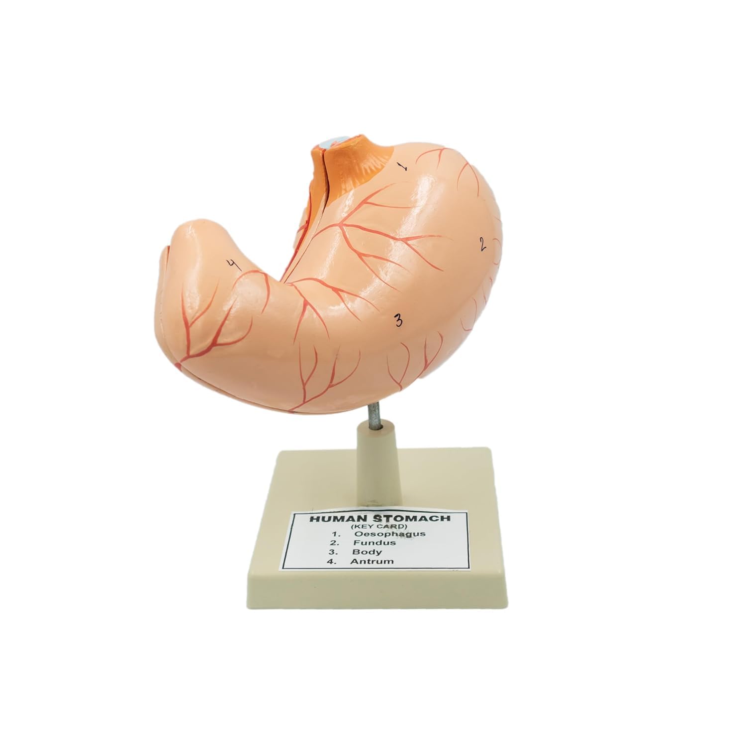 E-medi- Human Stomach Model For Educational Purpose And Medical Anatomical Model (B0CMCPF8WQ) Amazon Price History, Amazon Price Tracker
