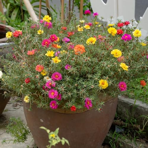 Semi di portulaca resistenti aiuola, esotiche rare, decorazione del soggiorno di perenni resistenti, 100pcs