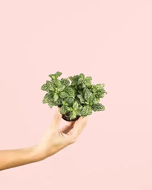 Fittonia Verde Mini - Planta Natural para Terrario | Pur Plant