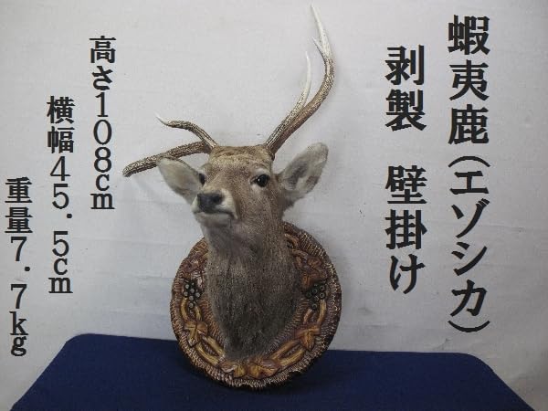 Amazon.co.jp: 蝦夷鹿（エゾシカ）剥製壁掛けハンティングトロフィー  