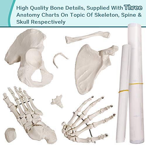 Generies SKULL-22 Disarticulated Human Skeleton Model thumb #2