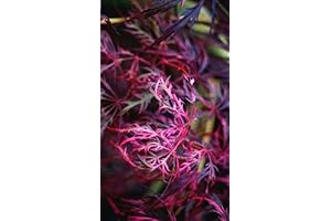 Japanese Maple 'Hana Matoi' 1-Year Graft
