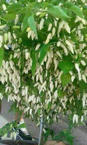 White Coyote Zan chilli seeds hot Rare chili pepper seed