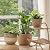 LA JOLIE MUSE Natural Seagrass Large Planter, Plant Pots Cover, Indoor Planters Flower Pots, 13.5+12+9 inch Pack 3
