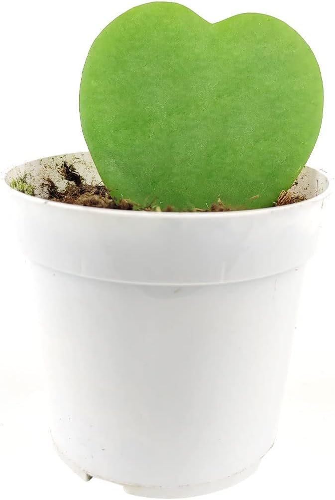 Hoya Kerrii Heart (4" Minimalist Pot w. Saucer) | Sweetheart or Valentine Hoya | Heart Shaped Leaf Houseplant | Live Healthy Houseplant for Home Office Decoration