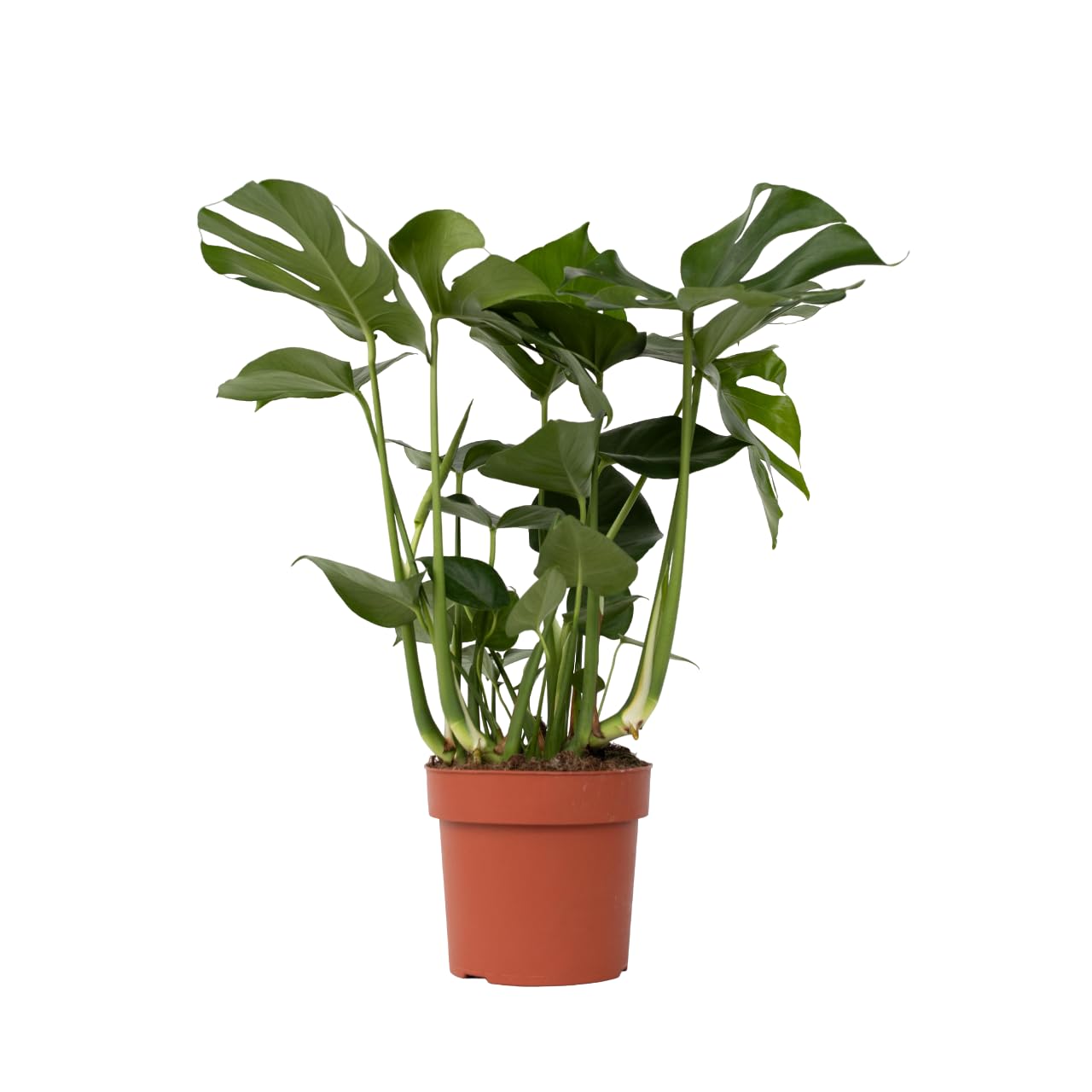 Plant in a Box - Monstera Deliciosa XL - Height 70-80cm - Swiss Cheese Plant - Pot 21cm