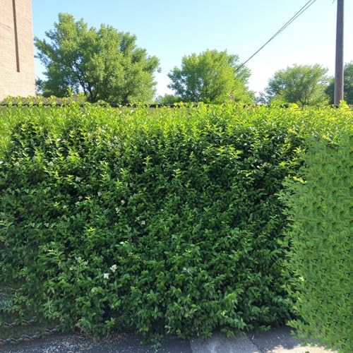 Carbeth Plants 7 x Wild Privet Bare Root Hedging - 20-40 cm High Ligustrum vulgare Fast Growing Hardy Ready to Plant Shrubs - Semi Evergreen Plants for Privacy, Garden Boundaries & Formal Hedges