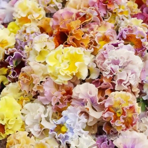 310+ Frizzle Sizzle Pansy Seeds Mixed Colors Frilly Blooms Compact Ornamental Flower Low Maintenance Long Blooming for Flower Borders