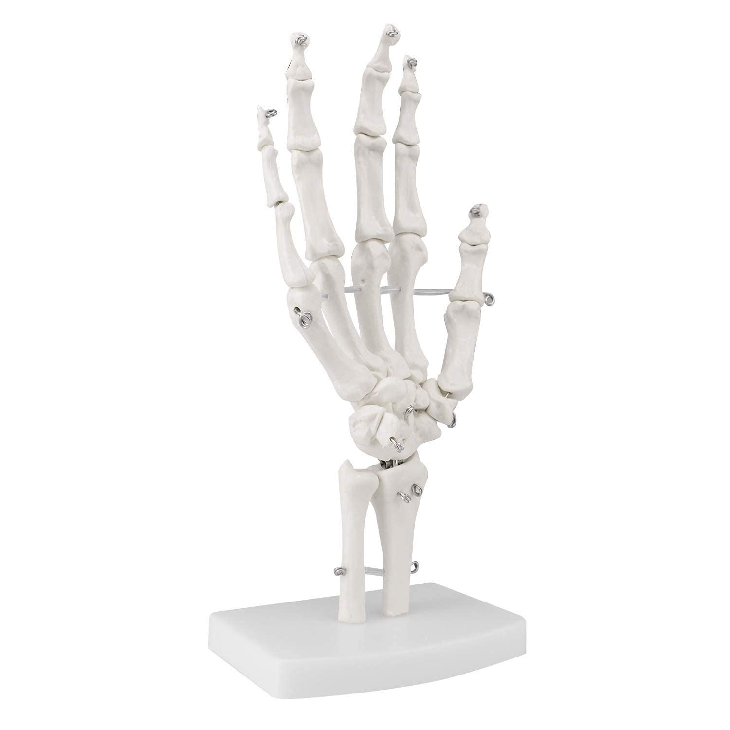 Modello di Anatomia Scheletia Umana Modello di Articolazione Umana 1: 1 Modello di Osso Manuale E Modello Anatomico Naturale Dell'articolazione del Gomito