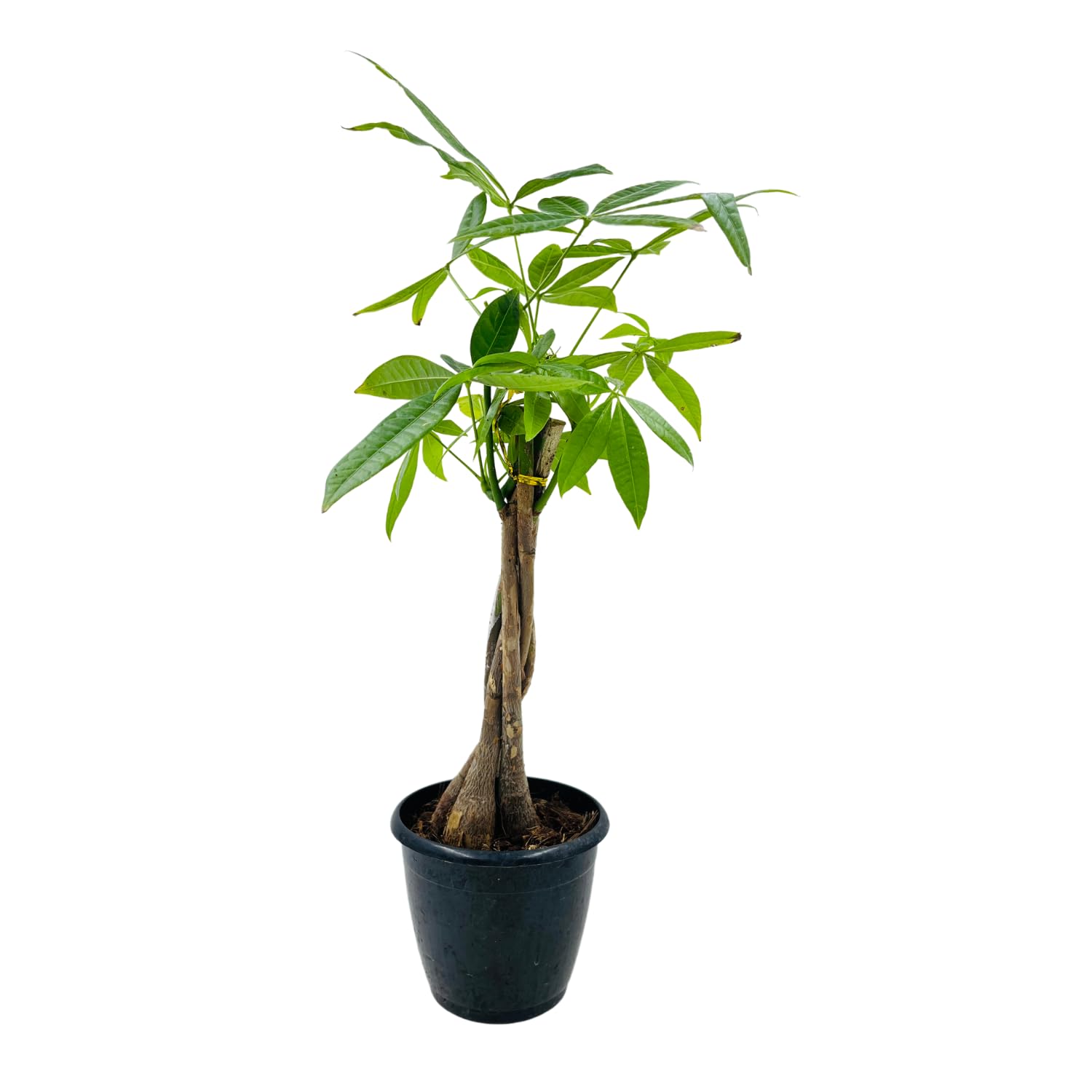 Hug A Plant | Pachira Money Plant Tree Braided | Malabar Chestnut (Pachira aquatica)- Live Plant in 12cm Pot (Home & Garden) (B0C9HB16RJ) Amazon Price History, Amazon Price Tracker