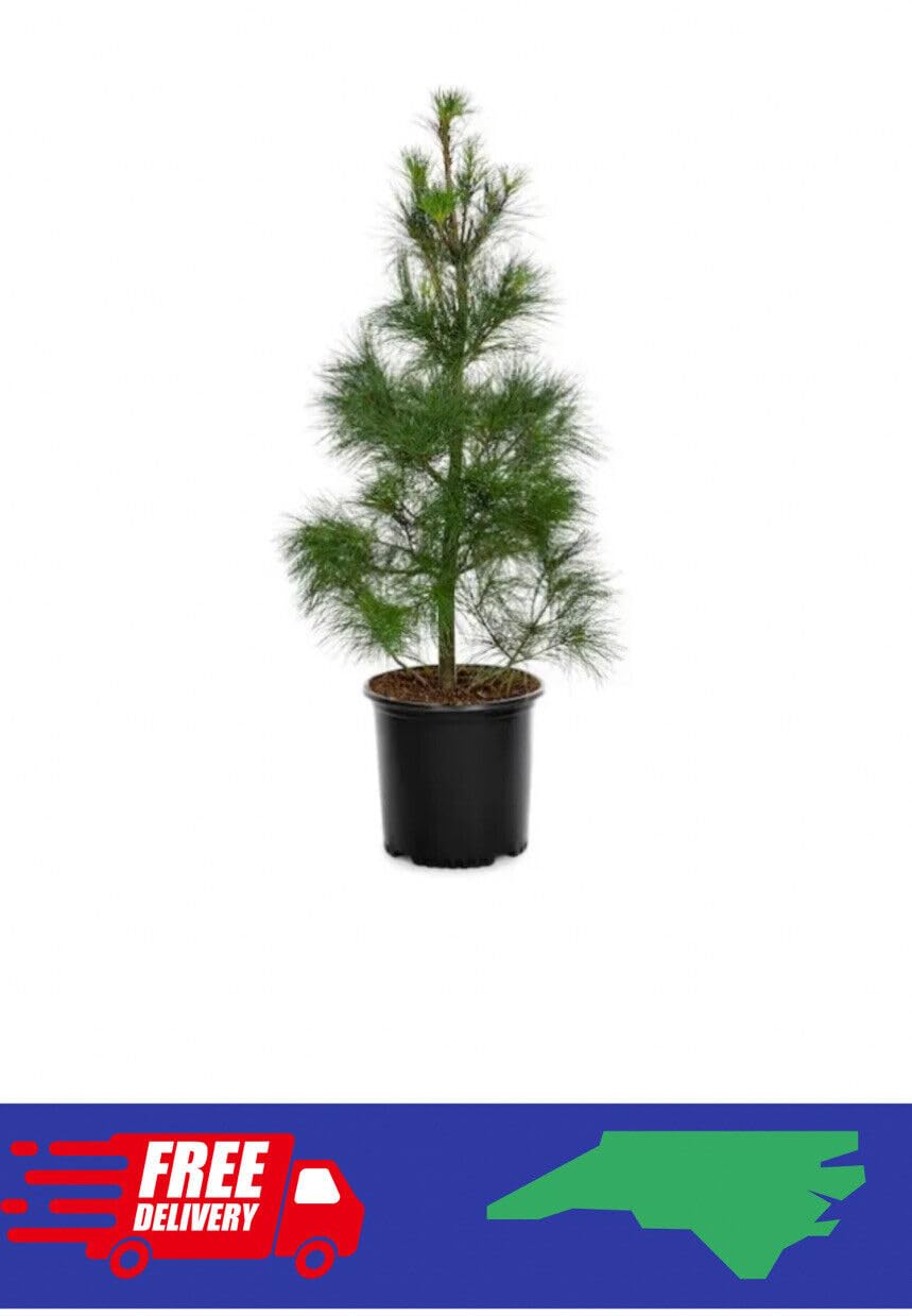 (6) 4-12” Loblolly Pine Tree Seedlings BAREROOT - Easy Transplant - Fast Grow