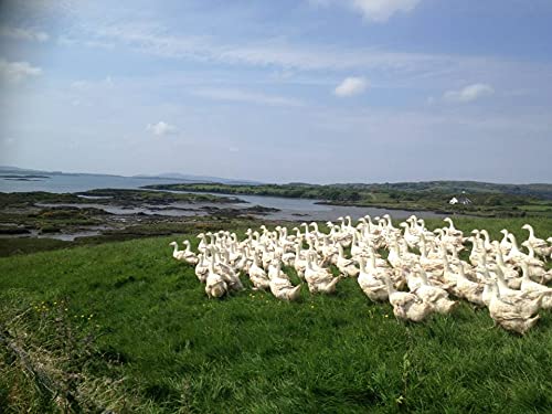 Irische Ente "Skeaghanore Duck"