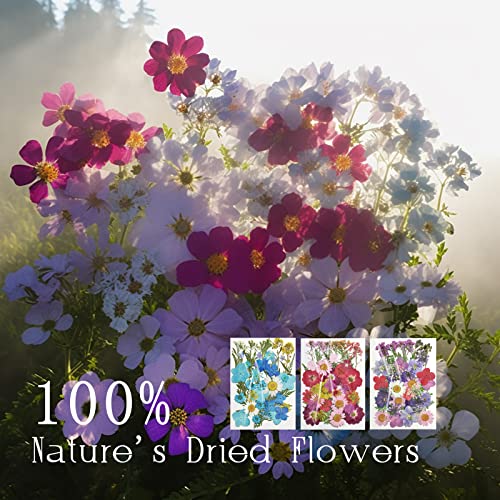 Flores secas prensadas, 120 piezas para manualidades miniatura 2