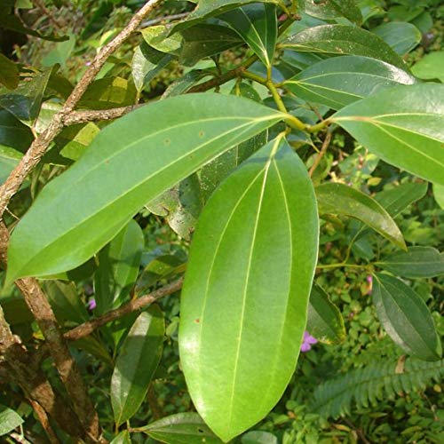 ROYAL PARADISE GARDEN Live Indian Bay Leaf Plant Tejpatta Spice Plant 1