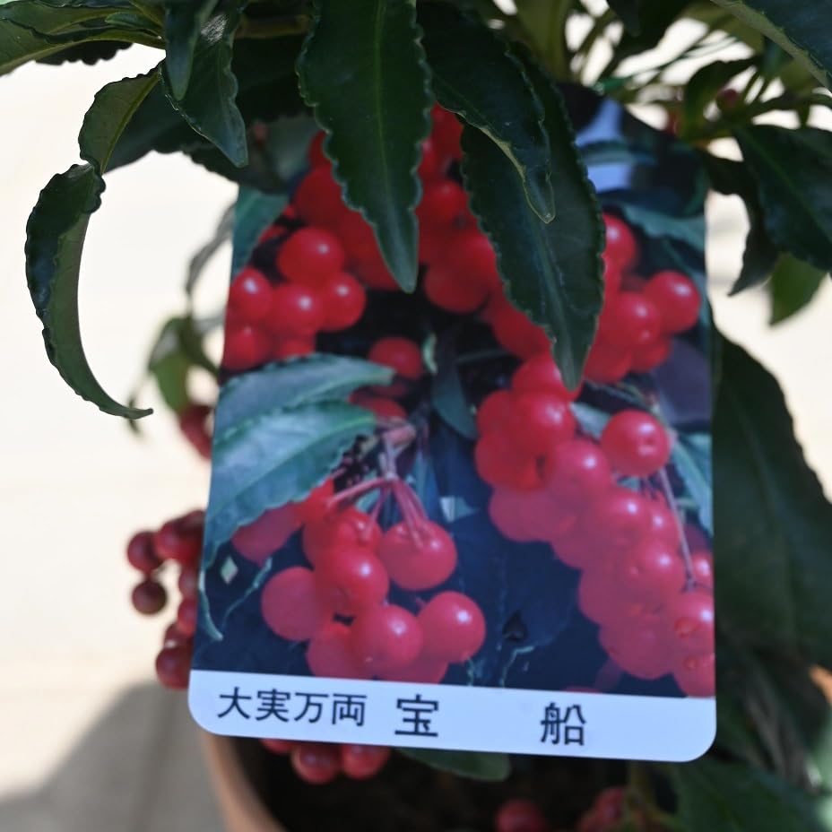 万両 紅白苗木セット