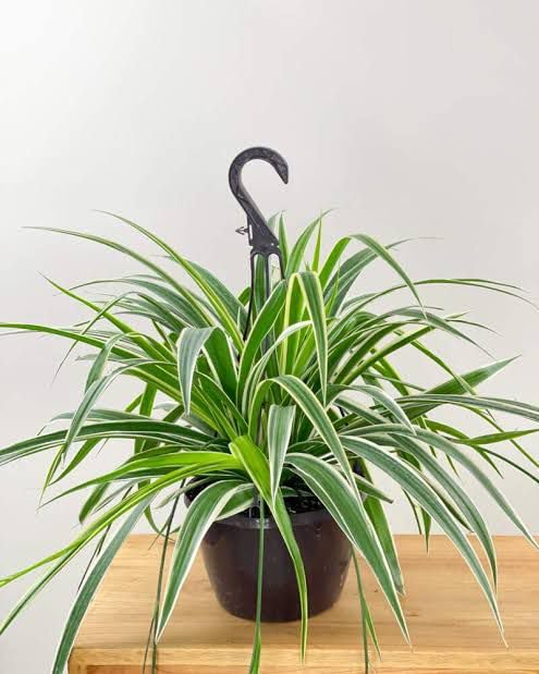Spider Plant (Chlorophytum comosum) Live | Ready To Grow in Your Home Garden and Hanging Space | Indoor Outdoor Evergreen | Air Purifier | Low Maintanance | Spider Plant With Pot-image-12